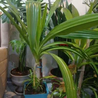 گل مناسب برای رستوران بانک ،شرکت عالی و سرحال