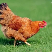 مرغ محلی پاک شده آماده پخت تقویت جسم ، رشد ، مریض