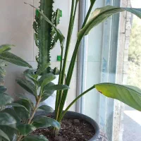 حسن یوسف زیبا|گل و گیاه طبیعی|فولادشهر, C3|دیوار