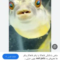 ماهی پافر فاهاکا(بادکنکی) خاص