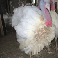 بوقلمون گوشتی