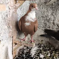 کرباتی سرخ و زرد ۷۵۰