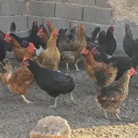 مرغ محلی|حیوانات مزرعه|مهدی شهر, |دیوار