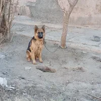 سگ ژرمن ماده واکسیناسیون شده 8ماهه قیمت توافقی