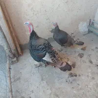 فروشیکجفتبقلمون