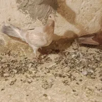 سار