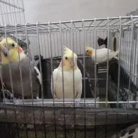 جفت‌عروس‌هلندی