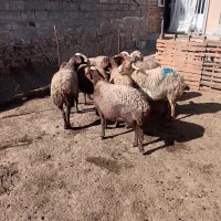 گوسفند داشتی|حیوانات مزرعه|هرسین, |دیوار