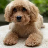 پانسیون سگ|خدمات پیشه و مهارت|تهران, فدک|دیوار