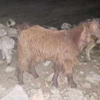 فروش پازن (کره)