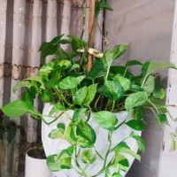 گل آپارتمانی