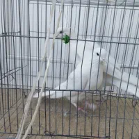 کبوتر سفید|پرنده|مبارکه, |دیوار