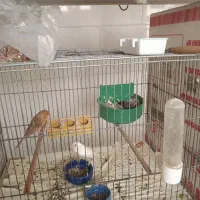 چند جفت قناری سالم سرحال باتخم وجوجه