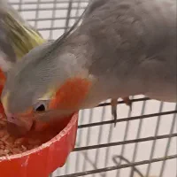 سه عروس هلندی و دو فنچ