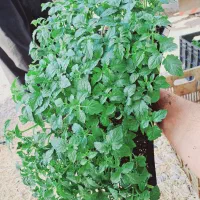 تولید انواع نشا صیفیجات|خدمات باغبانی و درختکاری|کهنوج, |دیوار