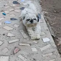 سگ خانگی|سگ|میاندوآب, |دیوار