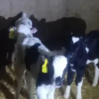 گوساله شیری نر