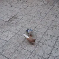 خوش رنگ