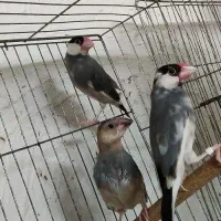 جفت نرگسی بلبلی با چهار جوجه|پرنده|اهواز, معین زاده|دیوار