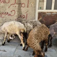 بره|حیوانات مزرعه|بروجرد, |دیوار