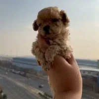 تاینی پودل ماده