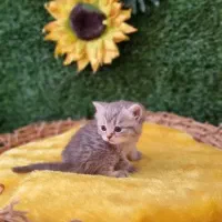 بریتیش چینچیلای سیلور|گربه|قم, باسکول|دیوار