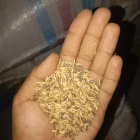 شلتوک|خوردنی و آشامیدنی|کرخه, |دیوار