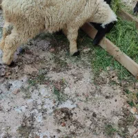 بره مری پاکستانی