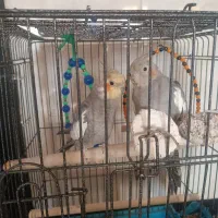 یک جفت عروس هلندی