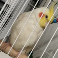 دوتا عروس هلندی نر و ماده دستی