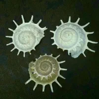 صدف مرجان دریایی