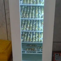 دستگاه جوجه کشی ۲۱۰تایی هدایت کم کار به ضمانت