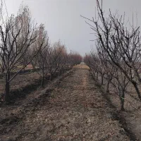 باغچه ۱۰۰۰ متری در سوپورغان