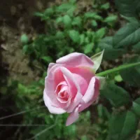 کارگر و پرایدوانت جابجایی به قیمت اسنپ حتی روزتطیل