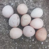 تخم نطفه دار مرغ شاخ دار  ۳سی