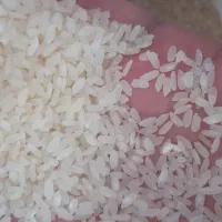 برنج کامفیروزی اصل