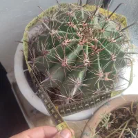 گل کاکتوس شمعدانی ختمی الوورا آگاو|گل و گیاه طبیعی|خوی, |دیوار