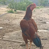 خروس لاری افغان|حیوانات مزرعه|بلوک, |دیوار