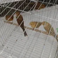 پنج عدد قناری سوخته سرخ و دارچین با قیمت مناسب