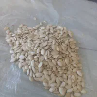 خرید وفروش تخم کدو گوشتی|خوردنی و آشامیدنی|تهران, جلیلی|دیوار