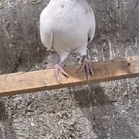 کفتر پرشی درجه یک بی عیب باضمانت|پرنده|مبارکه, |دیوار