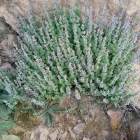 بادرنگویه(بادرنجبویه)چای حضرت علی(ع)