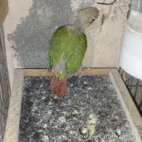 جوجه گرینچیک آناناسی