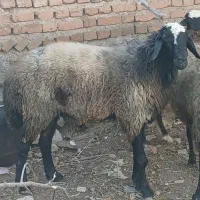 قوچ دودندان شال  .