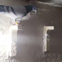 پلاکی و دورگ|پرنده|شوش, |دیوار