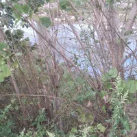 زمین کشاورزی|فروش دفتر صنعتی، کشاورزی، تجاری|کیاشهر, |دیوار