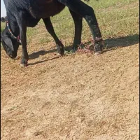 بره ماده سیاه فر سیمی نامبروان