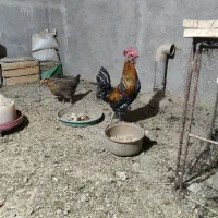 خروس|حیوانات مزرعه|فولادشهر, بوستان خلیج فارس|دیوار