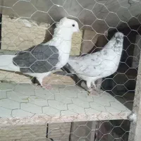 فروشی|پرنده|سلطانیه, |دیوار