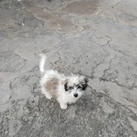 سگ شیتزو|سگ|سبزوار, هویزه|دیوار